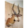 Image 4 : BONGO Shoulder Mount