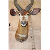 Image 7 : BONGO Shoulder Mount