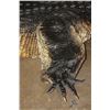 Image 10 : XXL ALLIGATOR Hide or ALLIGATOR Rug with its Mounted Head, Feet, and Claws