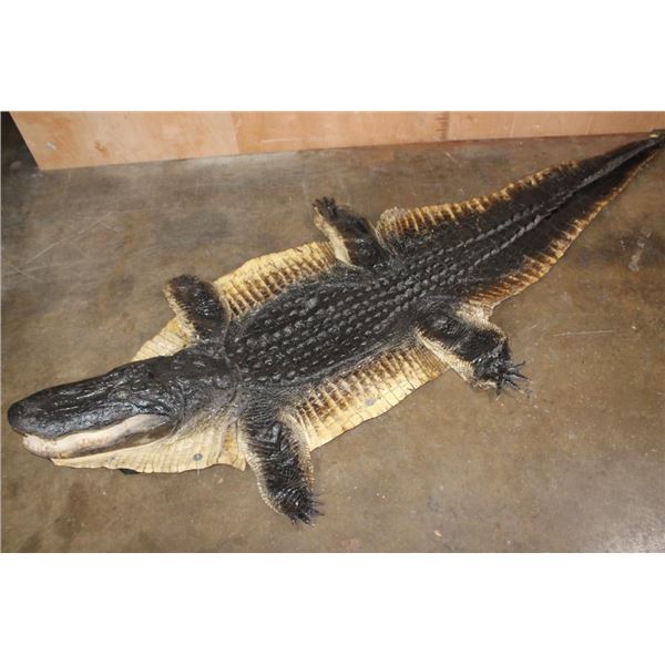 XXL ALLIGATOR Hide or ALLIGATOR Rug with its Mounted Head, Feet, and Claws