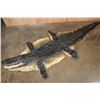 Image 1 : XXL ALLIGATOR Hide or ALLIGATOR Rug with its Mounted Head, Feet, and Claws