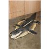 Image 2 : XXL ALLIGATOR Hide or ALLIGATOR Rug with its Mounted Head, Feet, and Claws