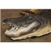 Image 3 : XXL ALLIGATOR Hide or ALLIGATOR Rug with its Mounted Head, Feet, and Claws