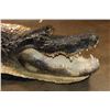 Image 4 : XXL ALLIGATOR Hide or ALLIGATOR Rug with its Mounted Head, Feet, and Claws