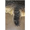 Image 6 : XXL ALLIGATOR Hide or ALLIGATOR Rug with its Mounted Head, Feet, and Claws