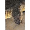 Image 7 : XXL ALLIGATOR Hide or ALLIGATOR Rug with its Mounted Head, Feet, and Claws