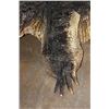 Image 9 : XXL ALLIGATOR Hide or ALLIGATOR Rug with its Mounted Head, Feet, and Claws