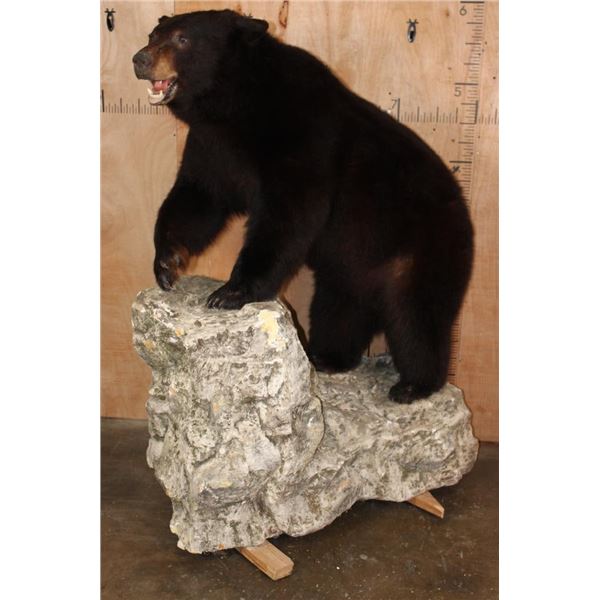 Massive XXL Life-sized BLACK BEAR on a Rocky Base with Wheels