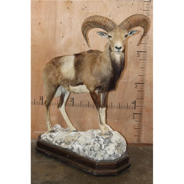 Life-sized MOUFLON on a Rocky Wood Base with Wheels