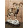 Image 1 : Life-sized MOUFLON on a Rocky Wood Base with Wheels