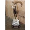 Image 2 : Life-sized MOUFLON on a Rocky Wood Base with Wheels