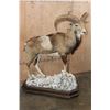 Image 3 : Life-sized MOUFLON on a Rocky Wood Base with Wheels