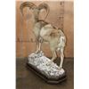 Image 5 : Life-sized MOUFLON on a Rocky Wood Base with Wheels
