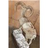 Image 6 : Life-sized MOUFLON on a Rocky Wood Base with Wheels