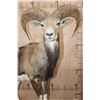 Image 7 : Life-sized MOUFLON on a Rocky Wood Base with Wheels