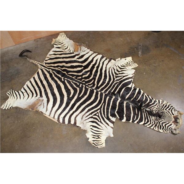 ZEBRA Hide or ZEBRA Rug with Vibrant Stripes