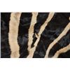 Image 6 : ZEBRA Hide or ZEBRA Rug with Vibrant Stripes