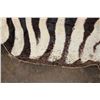 Image 7 : ZEBRA Hide or ZEBRA Rug with Vibrant Stripes