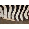 Image 8 : ZEBRA Hide or ZEBRA Rug with Vibrant Stripes