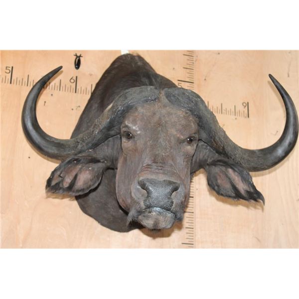 Massive CAPE BUFFALO Shoulder Mount