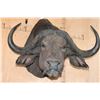 Image 1 : Massive CAPE BUFFALO Shoulder Mount