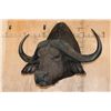 Image 2 : Massive CAPE BUFFALO Shoulder Mount