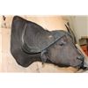 Image 4 : Massive CAPE BUFFALO Shoulder Mount