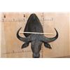 Image 5 : Massive CAPE BUFFALO Shoulder Mount