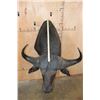 Image 6 : Massive CAPE BUFFALO Shoulder Mount