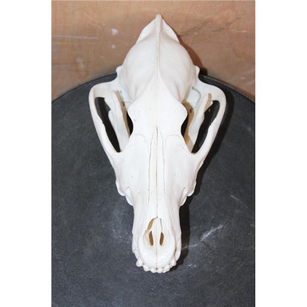 WOLF Skull with a Wired Removable Jaw and All its Teeth