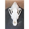 Image 1 : WOLF Skull with a Wired Removable Jaw and All its Teeth