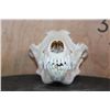 Image 2 : WOLF Skull with a Wired Removable Jaw and All its Teeth