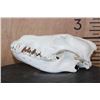 Image 3 : WOLF Skull with a Wired Removable Jaw and All its Teeth