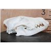 Image 4 : WOLF Skull with a Wired Removable Jaw and All its Teeth