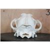 Image 5 : WOLF Skull with a Wired Removable Jaw and All its Teeth