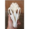 Image 6 : WOLF Skull with a Wired Removable Jaw and All its Teeth