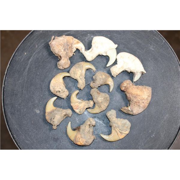 *TEXAS RESIDENTS ONLY* (12) African LION Claws
