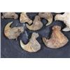 Image 4 : *TEXAS RESIDENTS ONLY* (12) African LION Claws