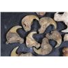 Image 5 : *TEXAS RESIDENTS ONLY* (12) African LION Claws