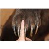 Image 10 : Life-sized Standing GRIZZLY or BROWN BEAR on Bolts with No Base