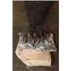 Image 11 : Life-sized Standing GRIZZLY or BROWN BEAR on Bolts with No Base