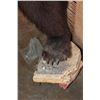 Image 12 : Life-sized Standing GRIZZLY or BROWN BEAR on Bolts with No Base