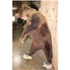 Image 13 : Life-sized Standing GRIZZLY or BROWN BEAR on Bolts with No Base