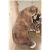 Image 14 : Life-sized Standing GRIZZLY or BROWN BEAR on Bolts with No Base