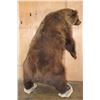 Image 15 : Life-sized Standing GRIZZLY or BROWN BEAR on Bolts with No Base