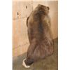 Image 16 : Life-sized Standing GRIZZLY or BROWN BEAR on Bolts with No Base