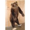 Image 1 : Life-sized Standing GRIZZLY or BROWN BEAR on Bolts with No Base
