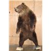 Image 2 : Life-sized Standing GRIZZLY or BROWN BEAR on Bolts with No Base