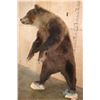 Image 3 : Life-sized Standing GRIZZLY or BROWN BEAR on Bolts with No Base