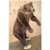 Image 4 : Life-sized Standing GRIZZLY or BROWN BEAR on Bolts with No Base